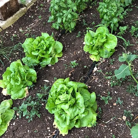 Zia Ni Casa de Campo